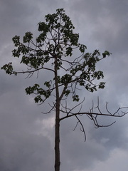 Zeyheria tuberculosa