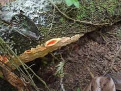 Ganoderma sichuanense