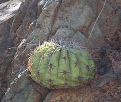 Melocactus curvispinus