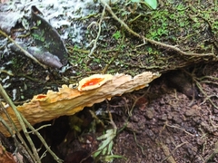 Ganoderma sichuanense
