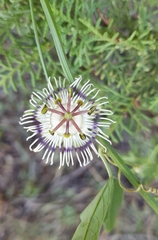 Passiflora misera