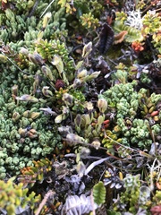 Drapetes muscosus