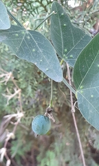 Passiflora misera
