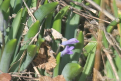 Hyacinthus orientalis
