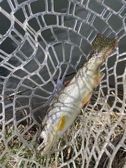 Oncorhynchus apache