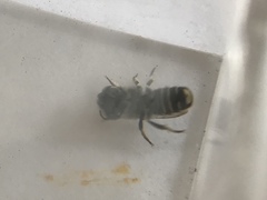 Eutricharaea