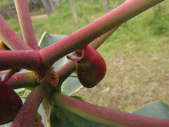 Marcgraviastrum macrocarpum