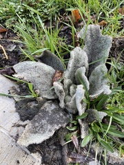 Golovinomyces verbasci