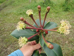 Marcgraviastrum macrocarpum