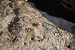 Apterygida albipennis