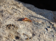 Apterygida albipennis