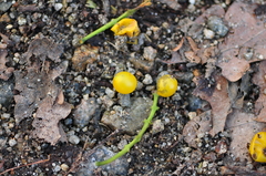 Loranthus europaeus