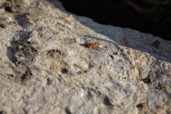 Apterygida albipennis