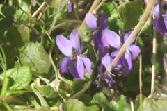 Viola