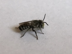 Eutricharaea