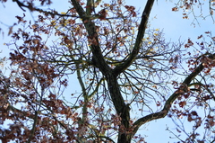 Loranthus europaeus