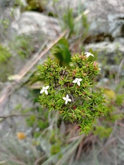 Arcytophyllum thymifolium