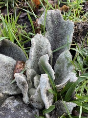 Golovinomyces verbasci