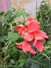 Hippeastrum hybridum