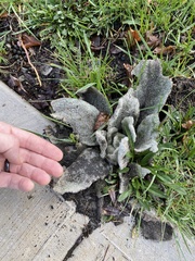 Golovinomyces verbasci