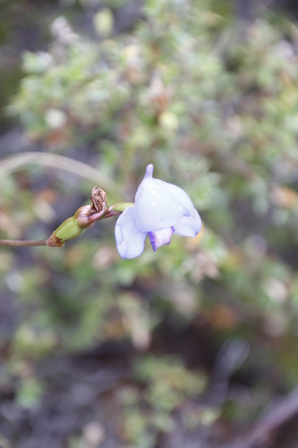 Image of Disa graminifolia by (c) Tony Rebelo, some rights reserved (CC BY-SA)