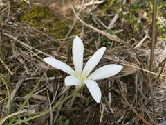 Apodolirion lanceolatum