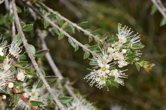 Metrosideros stipularis
