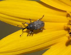 Odontocorynus