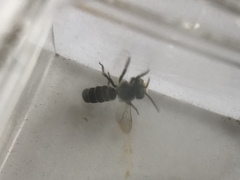 Eutricharaea