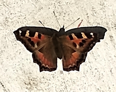 Aglais caschmirensis