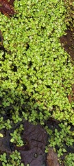 Plantaginaceae