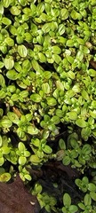 Plantaginaceae