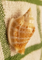 Strombidae