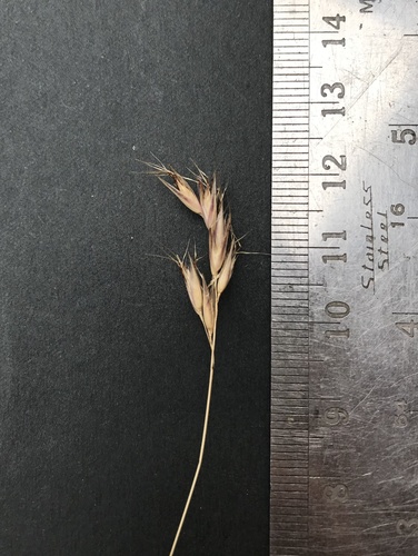 Rytidosperma dimidiatum
