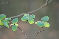 Lonicera caprifolium
