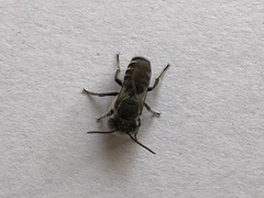 Eutricharaea
