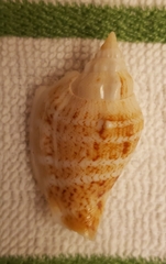 Strombidae