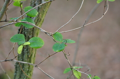 Lonicera caprifolium