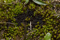 Lathagrium auriforme