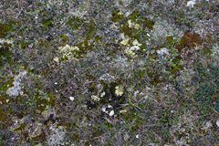 Lathagrium auriforme