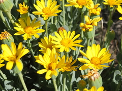 Asteraceae