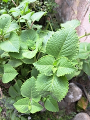 Lippia graveolens