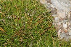 Oreobolus obtusangulus