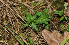Veronica dillenii