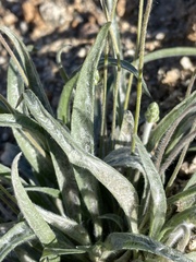 Plantago ovata