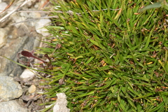 Oreobolus obtusangulus