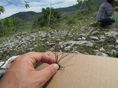 Muhlenbergia implicata