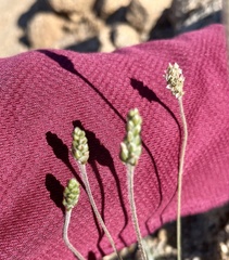 Plantago ovata