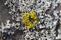 Candelaria concolor