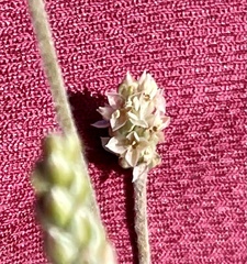 Plantago ovata